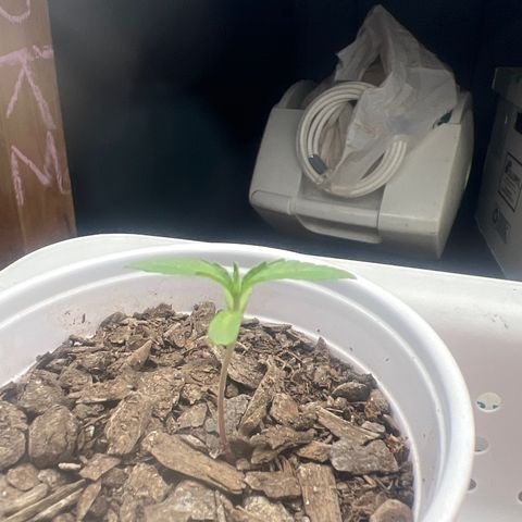 Meenie growlog timeline photo