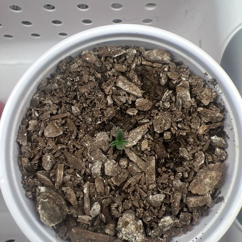 Miney growlog timeline photo