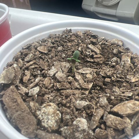 Miney growlog timeline photo