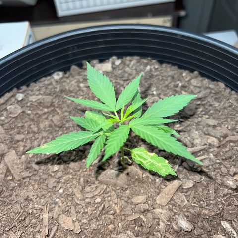 Eenie growlog timeline photo