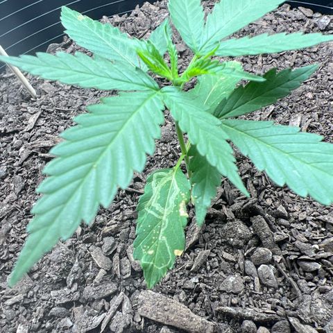 Eenie growlog timeline photo