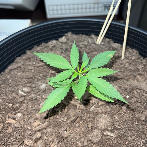 Eenie growlog timeline photo