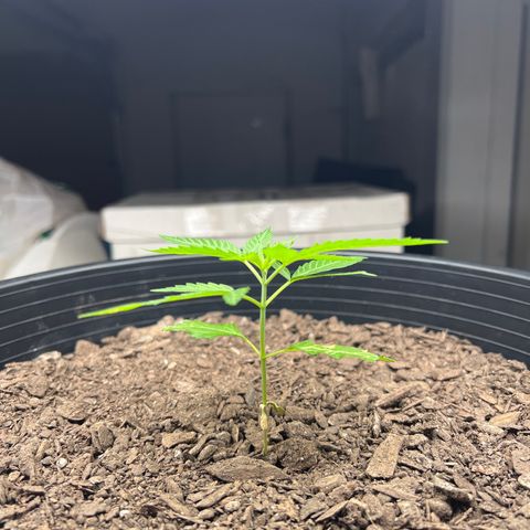 Eenie growlog timeline photo