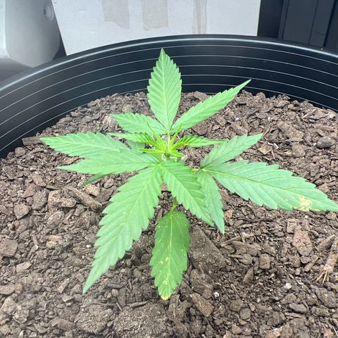 Eenie growlog timeline photo