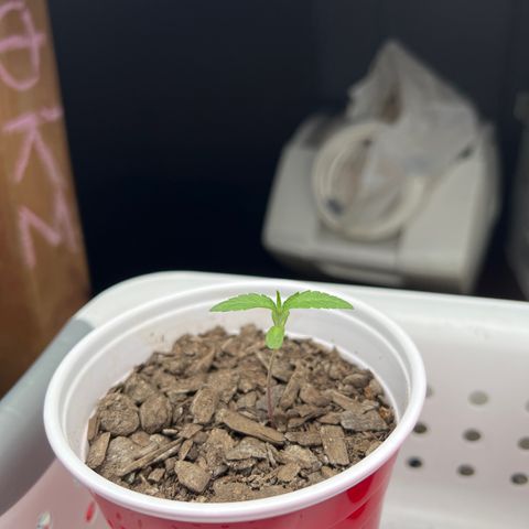 Meenie growlog timeline photo