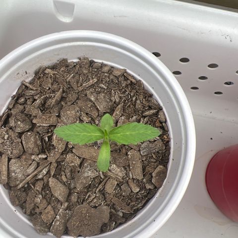Meenie growlog timeline photo
