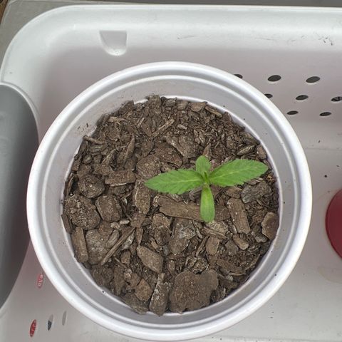 Meenie growlog timeline photo