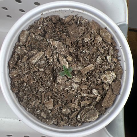 Miney growlog timeline photo