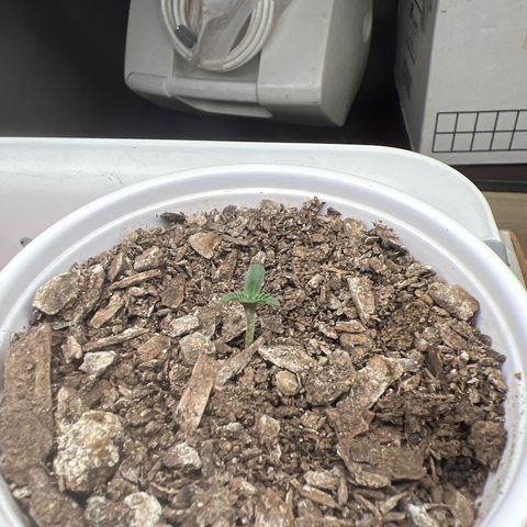 Miney growlog timeline photo