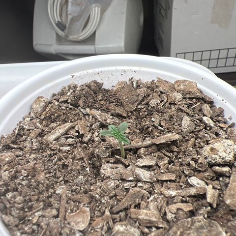 Miney growlog timeline photo
