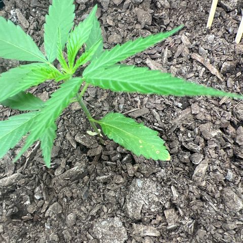 Eenie growlog timeline photo