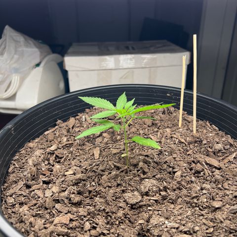 Eenie growlog timeline photo