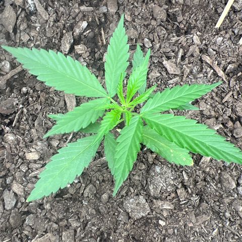 Eenie growlog timeline photo