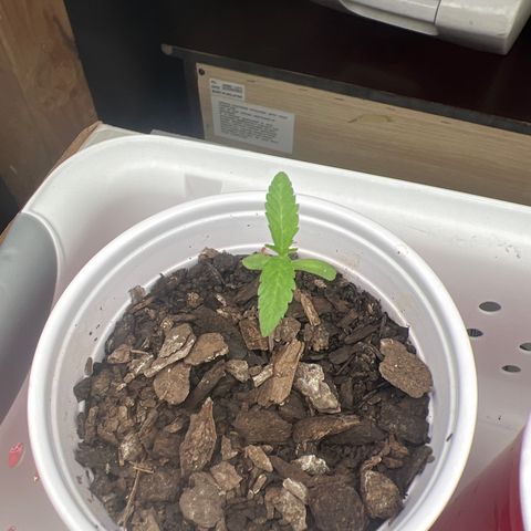 Meenie growlog timeline photo