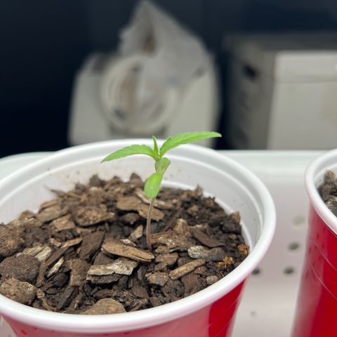 Meenie growlog timeline photo