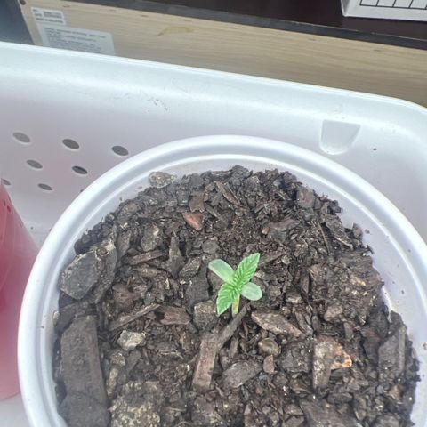 Miney growlog timeline photo