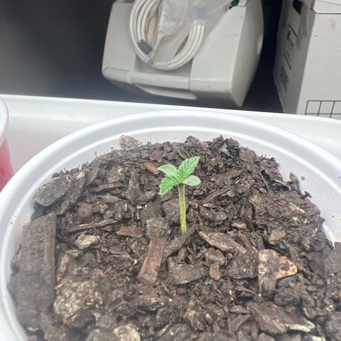 Miney growlog timeline photo