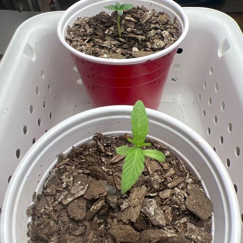 Meenie growlog timeline photo