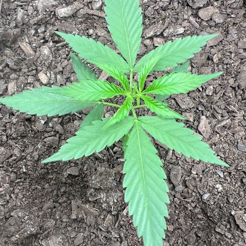 Eenie growlog timeline photo
