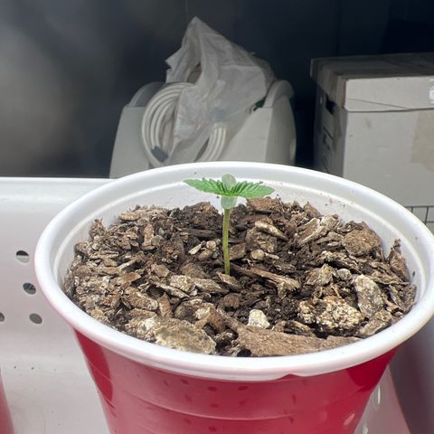 Miney growlog timeline photo