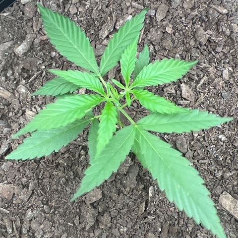 Eenie growlog timeline photo