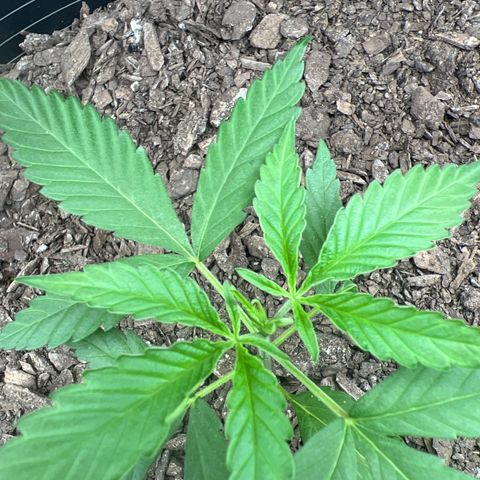Eenie growlog timeline photo