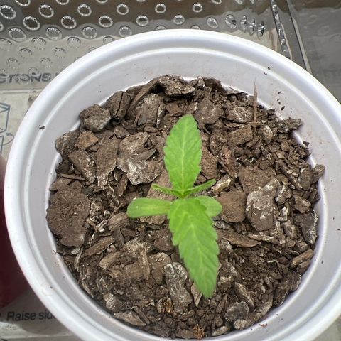 Meenie growlog timeline photo