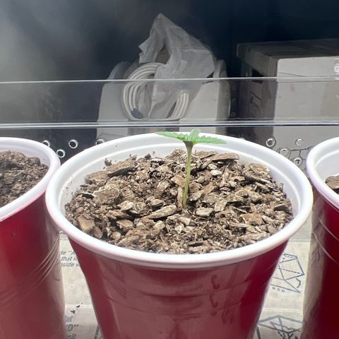 Miney growlog timeline photo