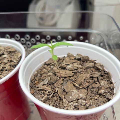 Meenie growlog timeline photo