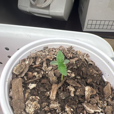 Miney growlog timeline photo