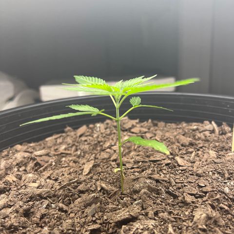 Eenie growlog timeline photo
