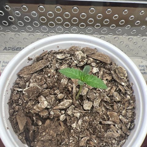 Miney growlog timeline photo