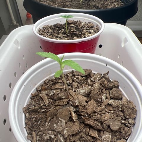 Meenie growlog timeline photo