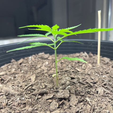 Eenie growlog timeline photo