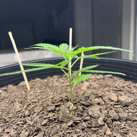 Eenie growlog timeline photo