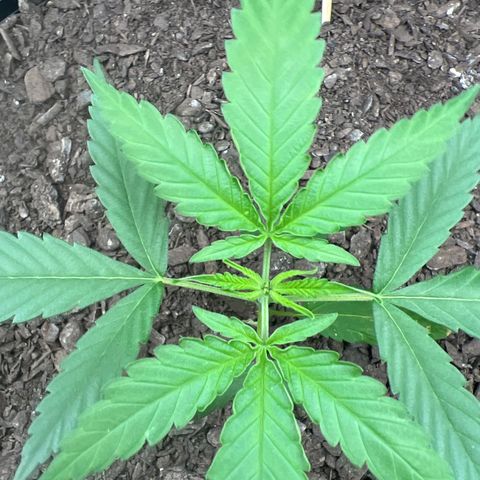 Eenie growlog timeline photo