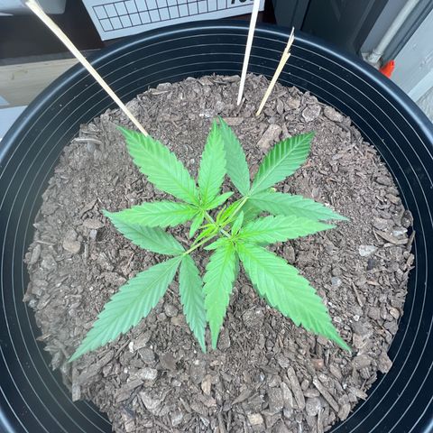 Eenie growlog timeline photo