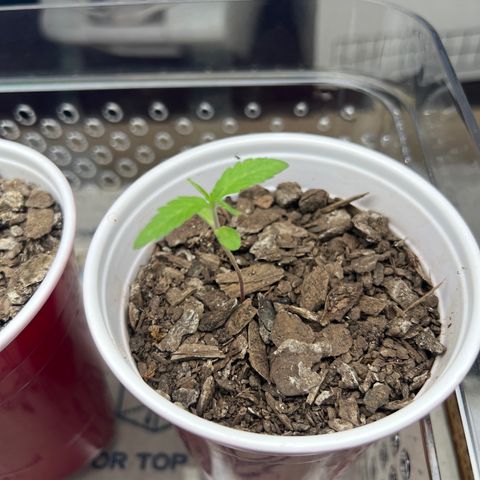 Meenie growlog timeline photo