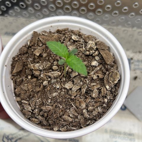 Miney growlog timeline photo