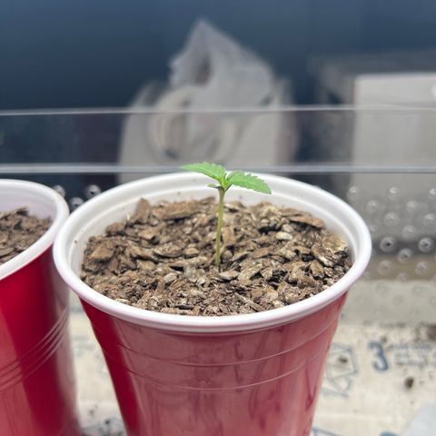 Miney growlog timeline photo