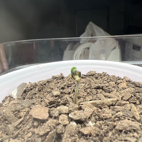 Moe growlog timeline photo