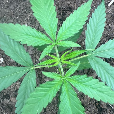 Eenie growlog timeline photo