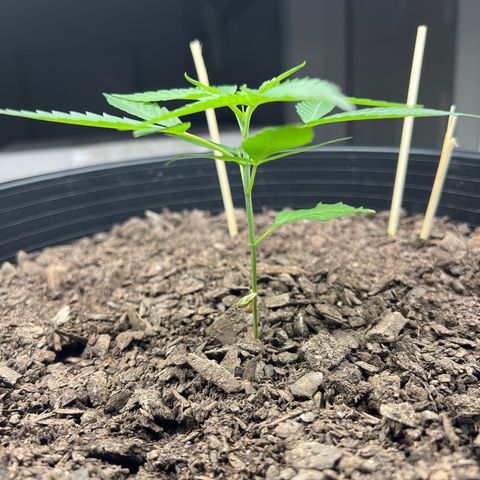 Eenie growlog timeline photo