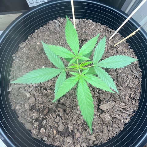 Eenie growlog timeline photo