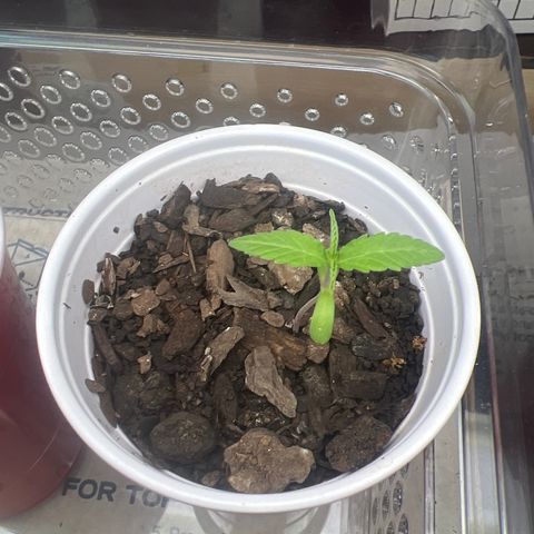 Meenie growlog timeline photo