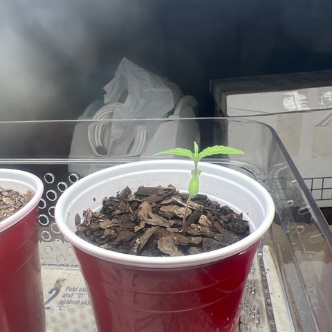 Meenie growlog timeline photo