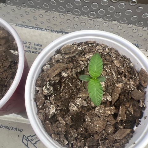 Miney growlog timeline photo
