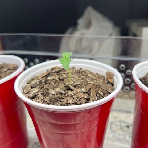 Miney growlog timeline photo