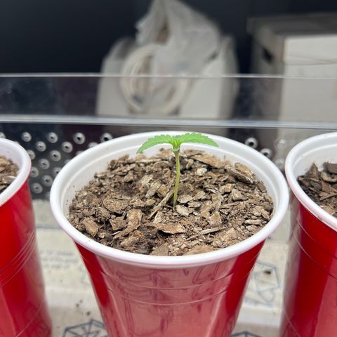 Miney growlog timeline photo