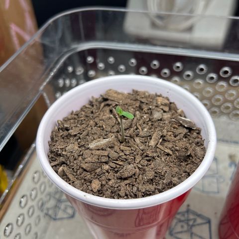 Moe growlog timeline photo